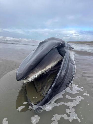 A fin whale decomposing on an Oregon beach creates a sad but 'super educational' spectacle