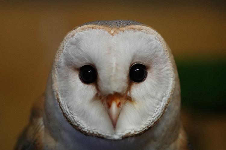 An unlikely symbol of cooperation, the barn owl brings Arab and Israeli scientists together