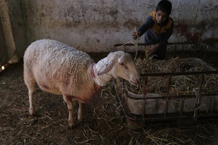 Israeli settlers forcibly enter Palestinian home and kill sheep in latest West Bank attack