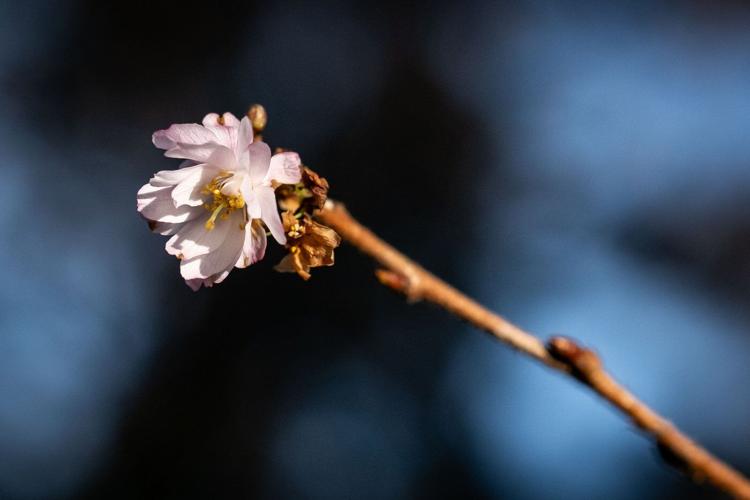 B.C.'s balmy January brings out blossoms, but a cold snap could put plants in peril