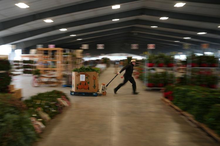 Christmas tree retailers find lots to like at a Pennsylvania wholesale auction