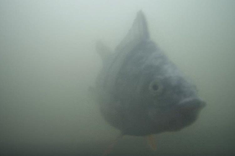 Quirky livestream that lets viewers help fish is a hit with millions