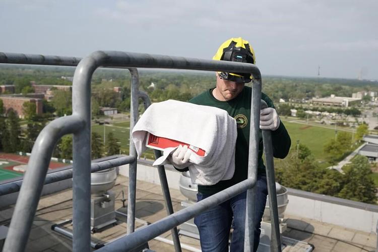 Fuzzy falcon chicks who nest at Michigan State football stadium get tracking bands