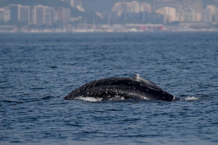Sightings of humpback whales surge in Rio de Janeiro, fueling demand for whale-watching trips