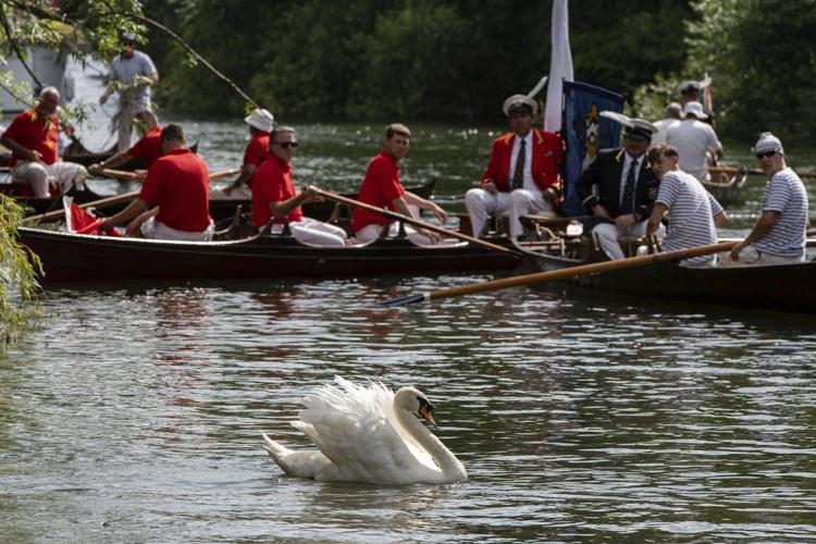King Charles' annual swan census begins on the River Thames