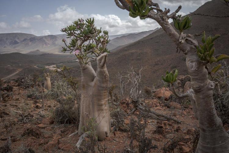 These surreal trees survived for centuries. Scientists worry for their future
