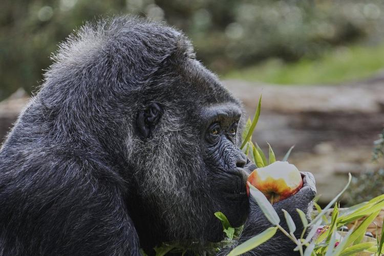 Fatou, the world's oldest gorilla in a zoo, is celebrating her 68th birthday in Berlin