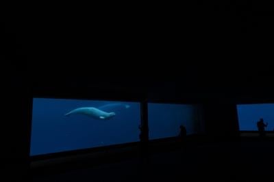 American aquariums say they are working to provide future for Marineland's belugas