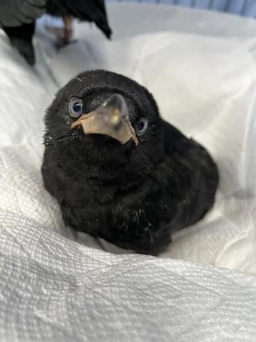 See a goofy-looking bird on the ground? It's likely a baby and it's fine, experts say