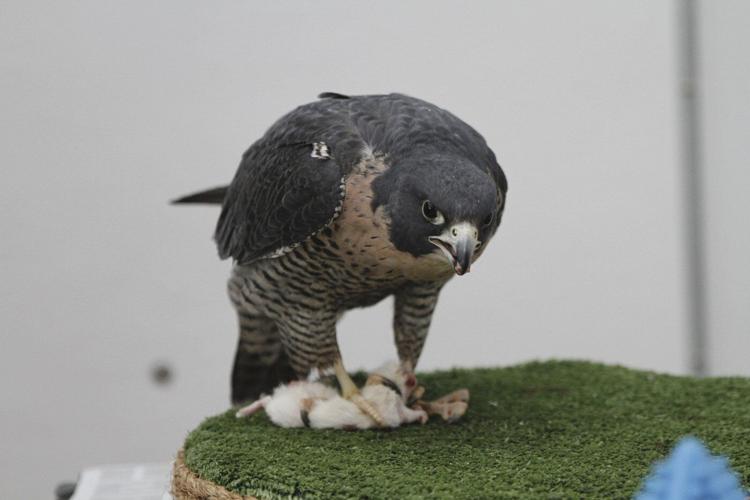 Why people are naming bugs, rats and cats after their exes this Valentine’s Day