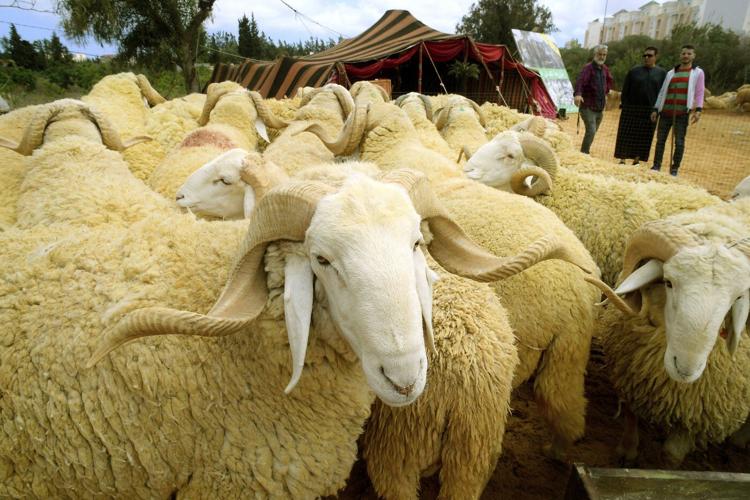 Drought, rising prices and dwindling herds undercut this year's Eid al-Adha in North Africa