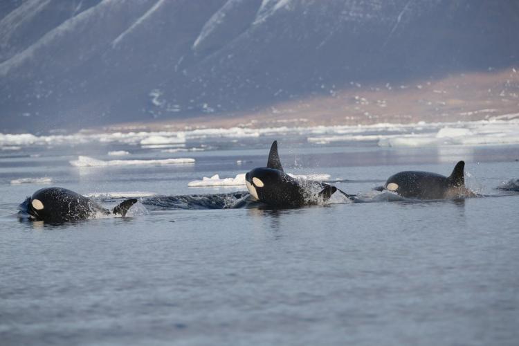 Orcas moved into the Arctic. It could be bad news for other whales, and humans too
