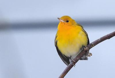 Rescue group captures wrong-way warbler that should be wintering far south