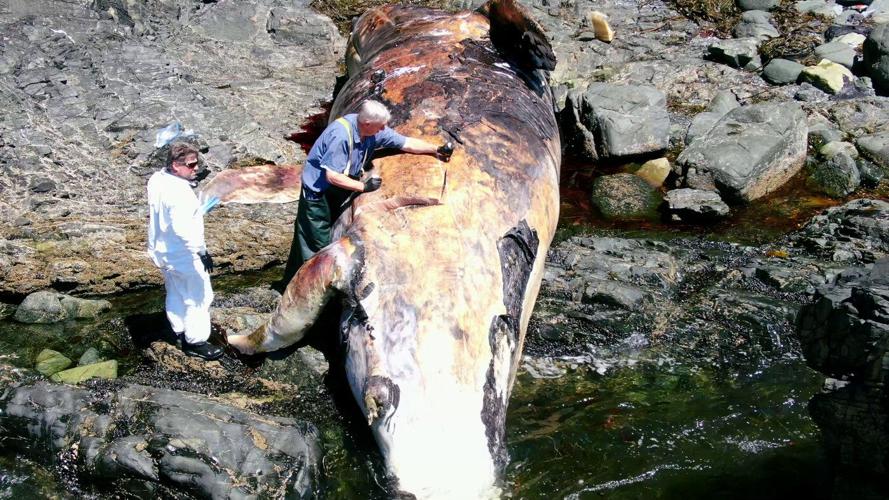 For B.C. whale coroner, a gruesome duty to 'revered' animals approached with humility