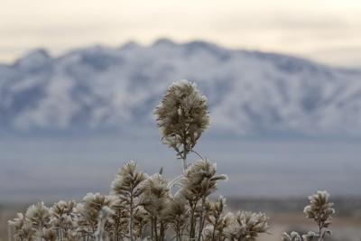Most states have either caucuses or a primary. Why is Nevada holding both?