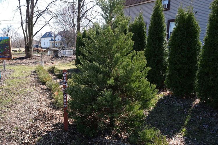 A sequoia forest in Detroit? Plantings to improve air quality and mark Earth Day