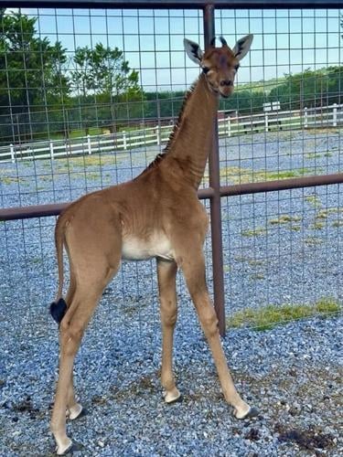 Spotless arrival: Rare giraffe without coat pattern is born at Tennessee zoo