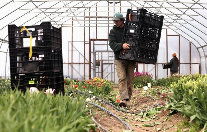 Northeast flower and fruit farmers grapple with whiplash weather