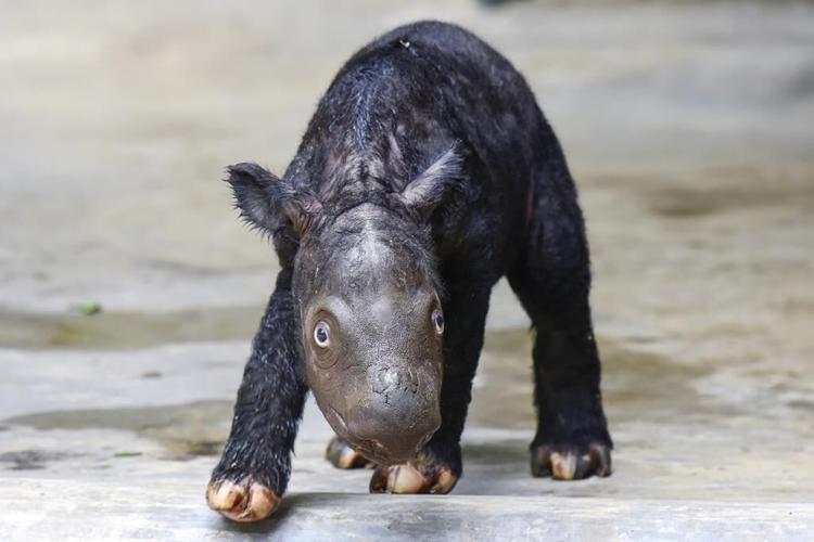A critically endangered Sumatran rhino named Delilah successfully gives birth in Indonesia