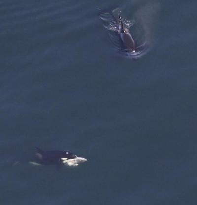 Large whale group spotted off New England includes orca eating a tuna, dozens of endangered species