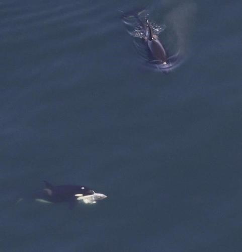 Large whale group spotted off New England includes orca eating a tuna, dozens of endangered species
