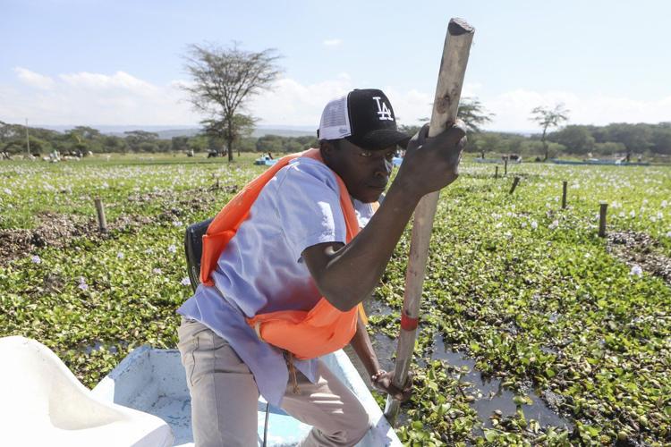 How the invasive water hyacinth is threatening fishermen's livelihoods on a popular Kenyan lake