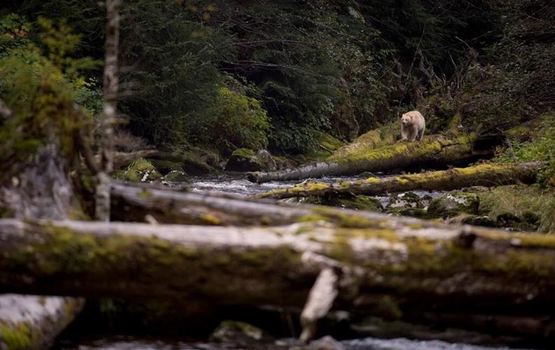 First Nations, Ottawa, B.C., announce $335M for protection off Great Bear coast