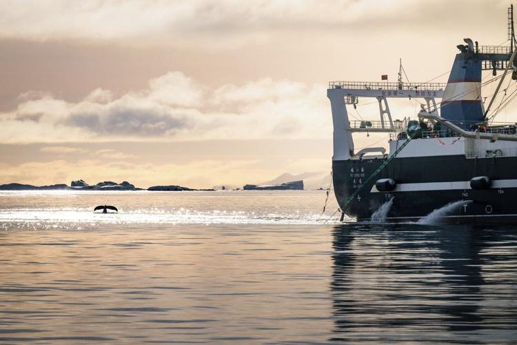 Krill fishery in Antarctica shut down after record catch triggers unprecedented early closure
