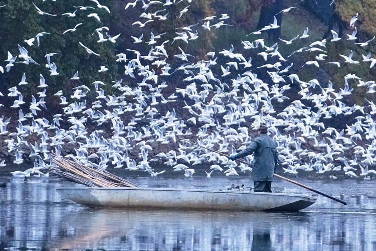 Photos show Czech fisherman hauling in Christmas carp for holiday tables