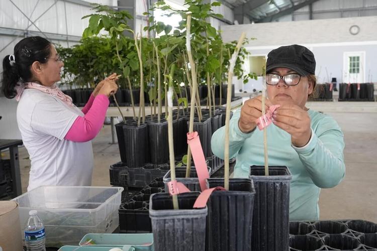 Pongamia trees grow where citrus once flourished, offering renewable energy and plant-based protein