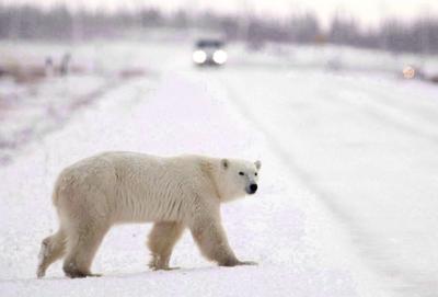 Polar bear warnings issued for parts of northern Newfoundland and southern Labrador