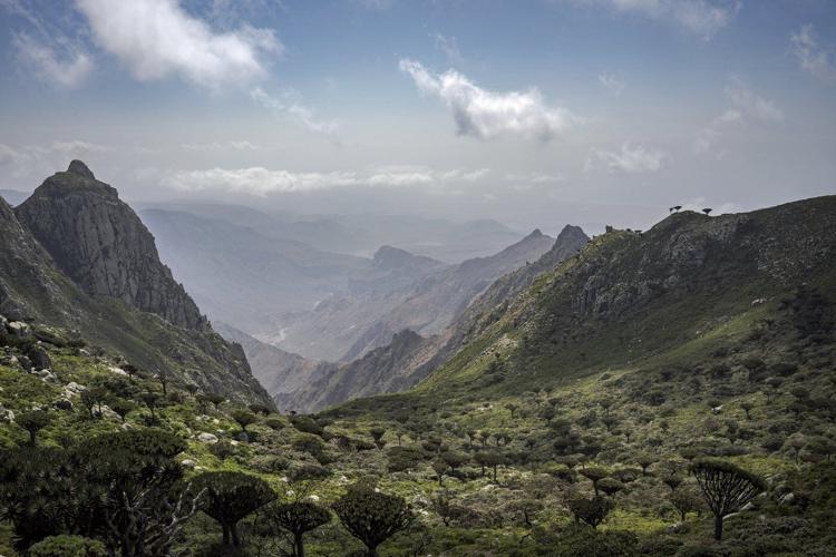 These surreal trees survived for centuries. Scientists worry for their future