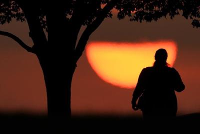 Hot history: Tree rings show that last northern summer was the warmest since year 1