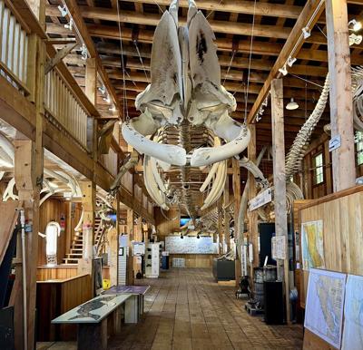 Museum of whale skeletons, painstakingly rebuilt over years, consumed by B.C. fire