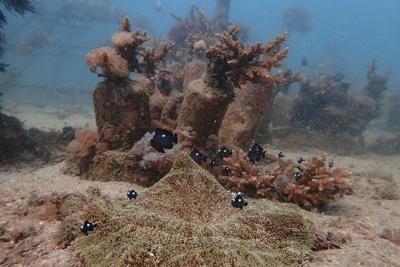 15 countries in Kenya adopt the Mombasa Declaration to fight illegal fishing