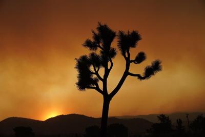 California delays decision to list Joshua tree as threatened