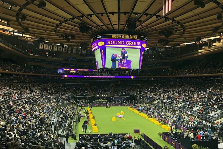 Dogs' digs at the Garden: Westminster show returning to Madison Square Garden next year