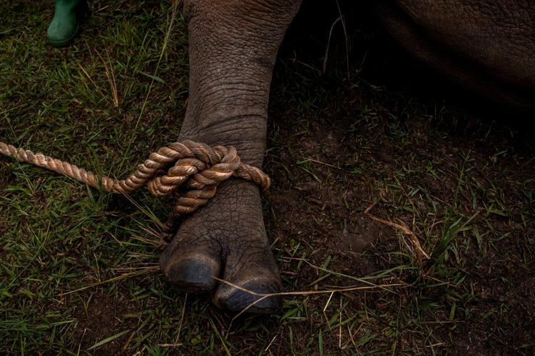 Uganda reintroduces rhinos into a protected area where they have been extinct since 1983