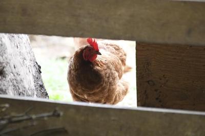 Avian flu halts wild bird rehab for the year at the Atlantic Veterinary College