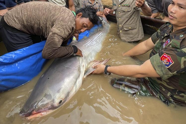 Huge and rare Mekong catfish spotted in Cambodia, raising conservation hopes
