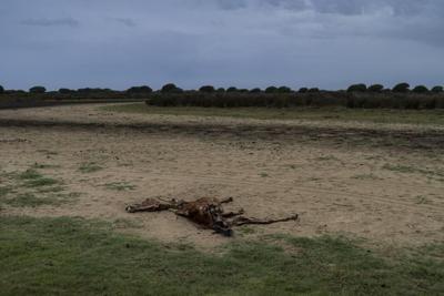 Spain announces a 1.4 billion-euro deal to help protect the prized Doñana wetland from drying up