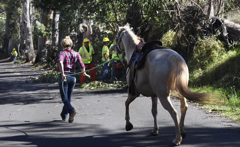 People in Hawaii flee into ocean to escape wildfires that are burning a popular Maui tourist town