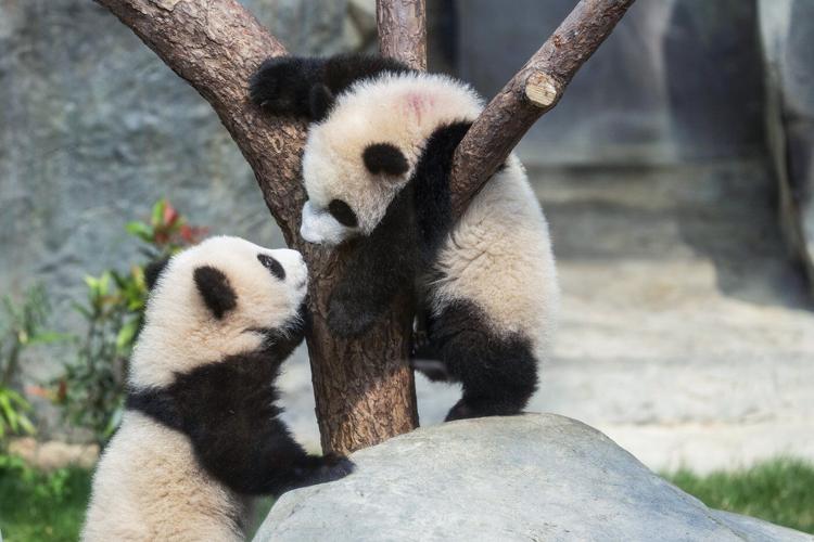 Hong Kong residents compete to name twin panda cubs who just turned 6 months old