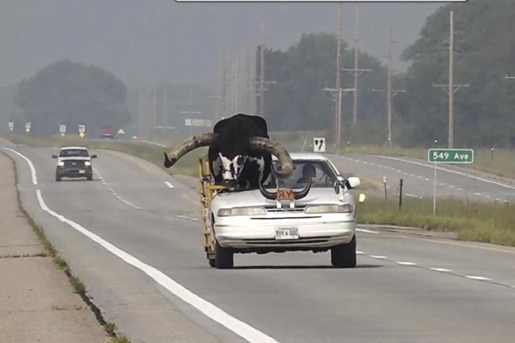 Police stop Nebraska man for bucking the law with a bull riding shotgun in his car