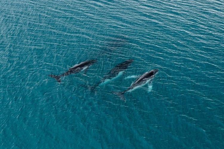 Two humpback whales set records swimming between Australia and Brazil
