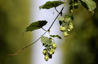 B.C. hops farm, director fined over $1M after alleged fraud: securities commission