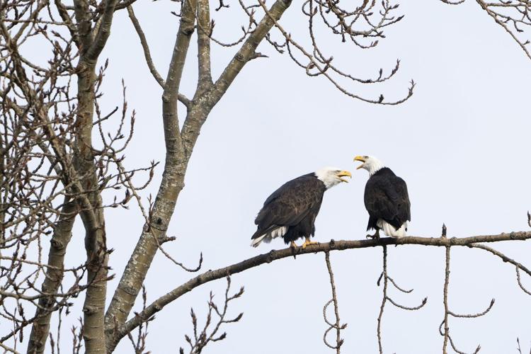Democratic senators press Trump administration on how it will protect endangered species