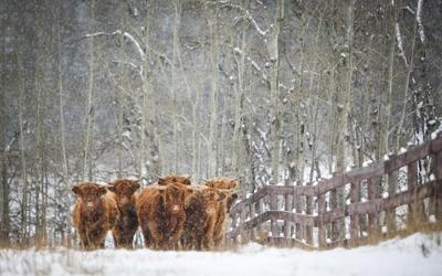 Japan to resume imports of ɫtv processed beef, 20 years after mad cow disease