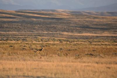 Northern Plains tribes bring back their wild 'relatives'