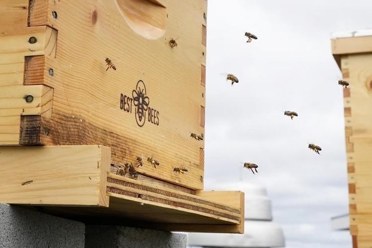 Honeybee health blooms at federal facilities across the country